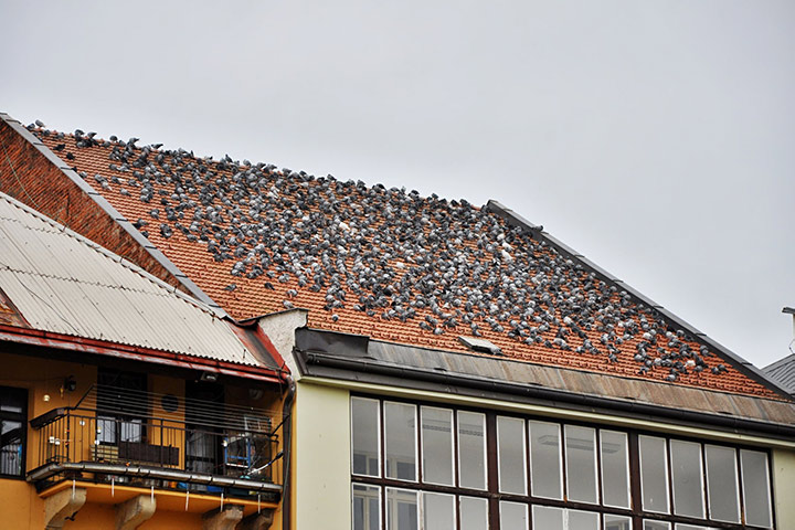 A2B Pest Control are able to install spikes to deter birds from roofs in Westhoughton. 