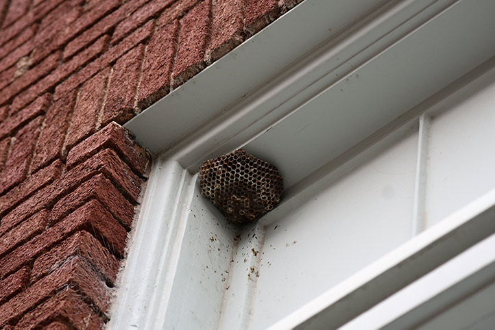 We provide a wasp nest removal service for domestic and commercial properties in Westhoughton.